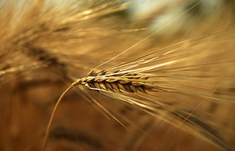 Agriculture Overview
