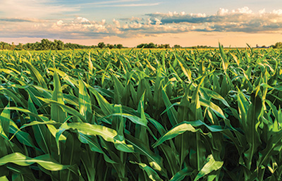 Agriculture Crop