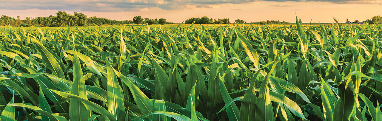 Agriculture Crop (1)